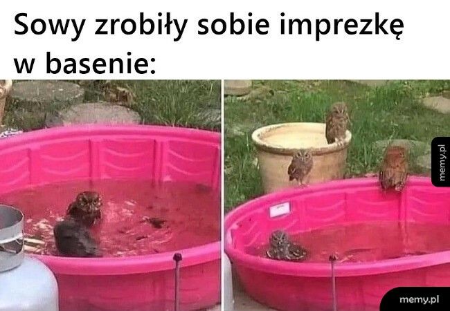 Imprezka w basenie