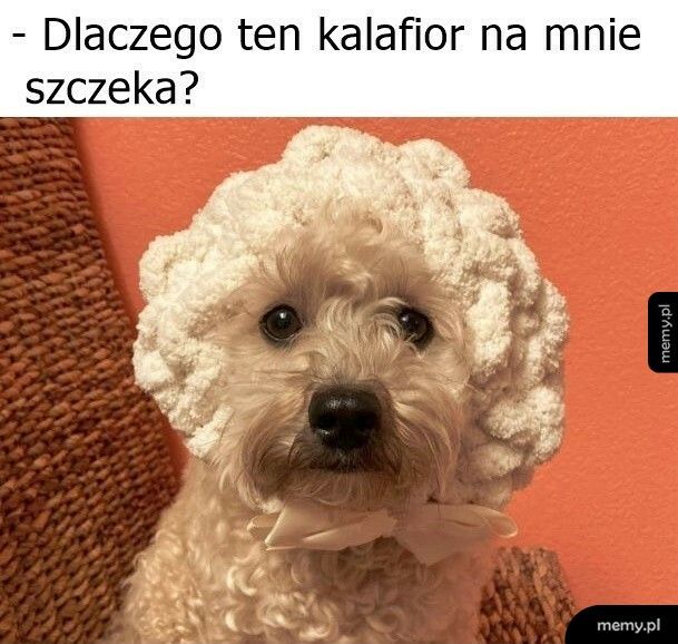 Dziwny jakiś