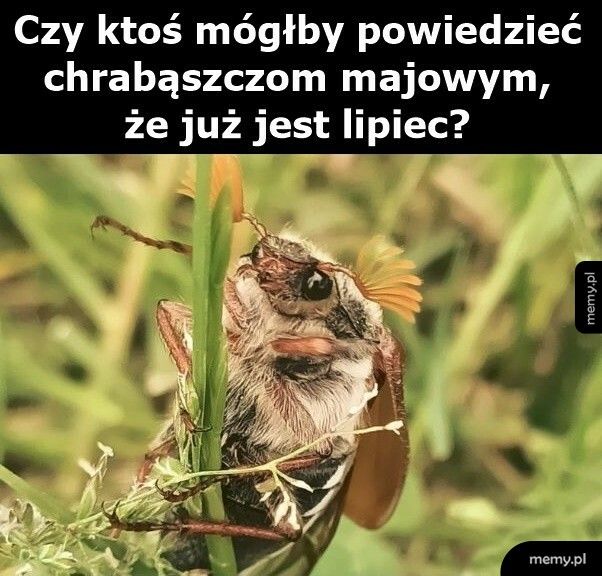 Chrabąszcze majowe