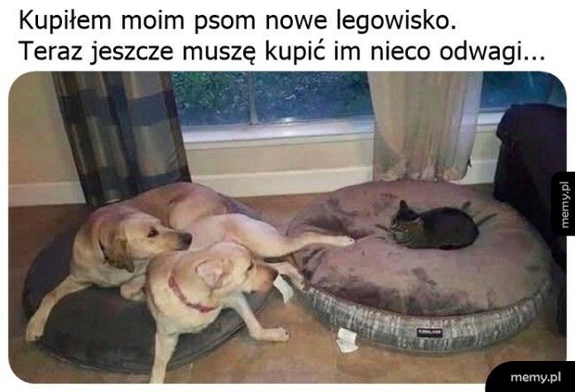 Nowe legowisko