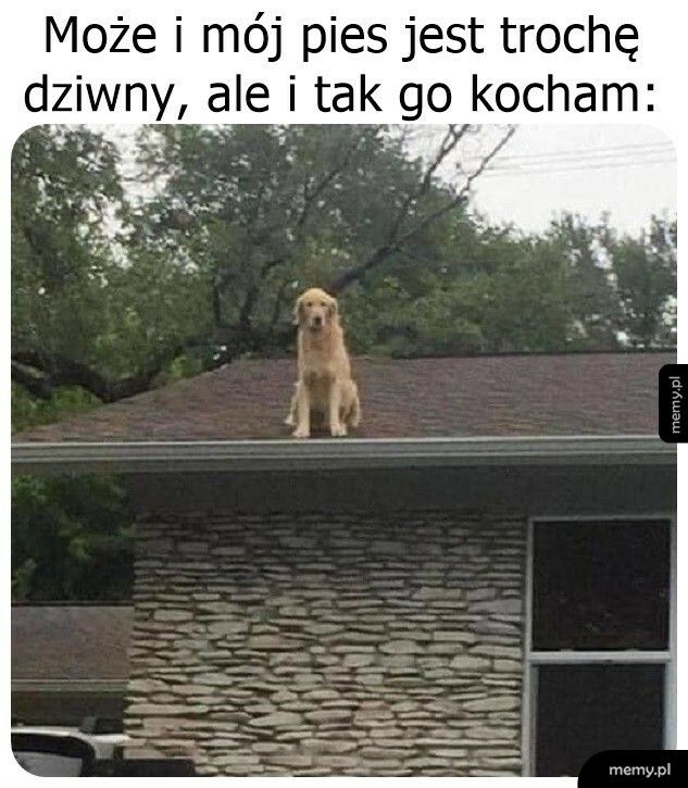 Trochę dziwny piesek