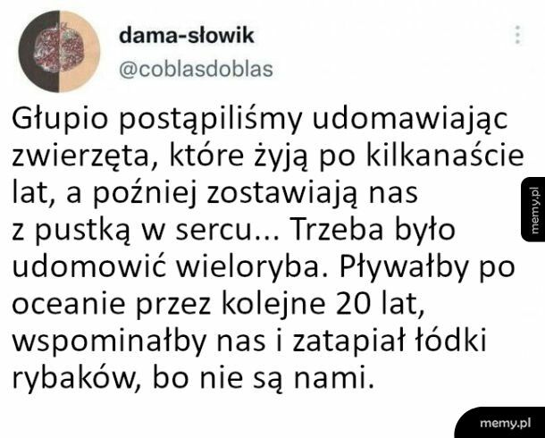 Udomowiliśmy nie te zwierzęta...