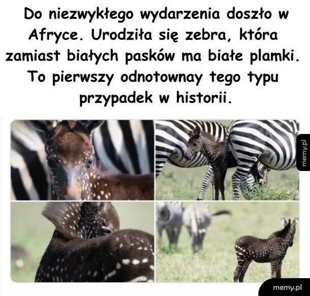 Zebra w plamki