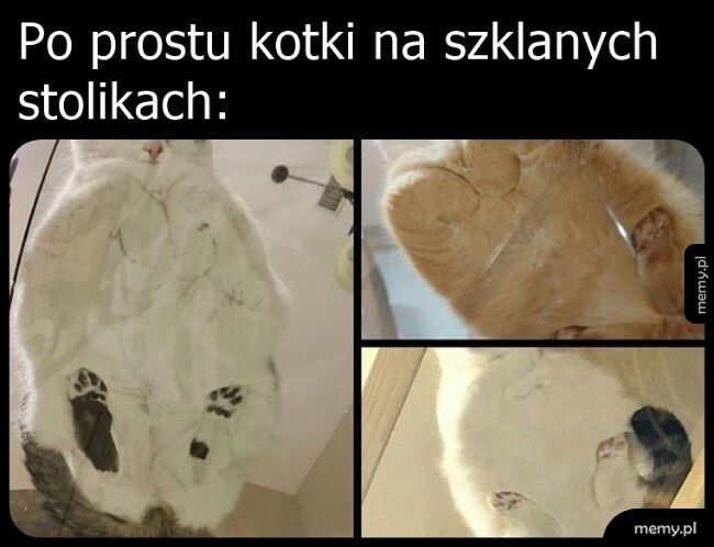 Kotki od spodu