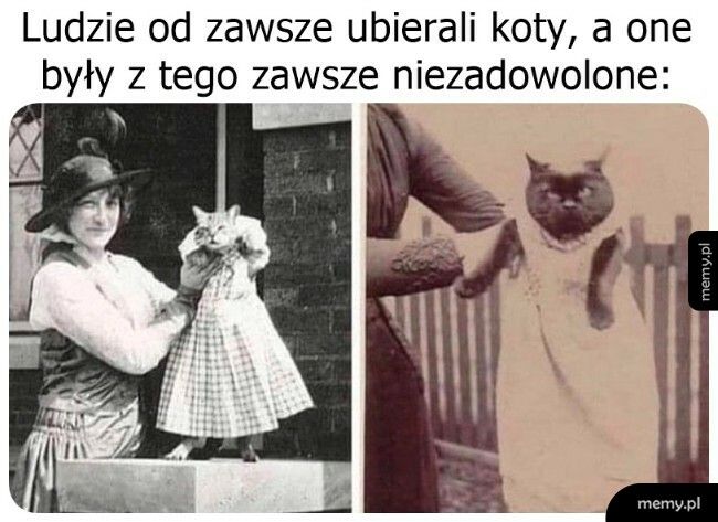 Ubieranie kotów