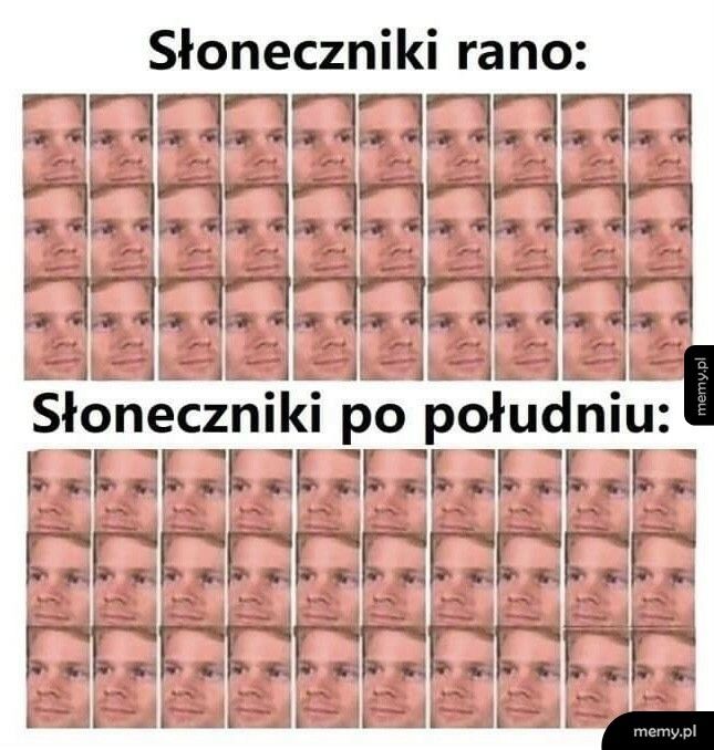 Słoneczniki