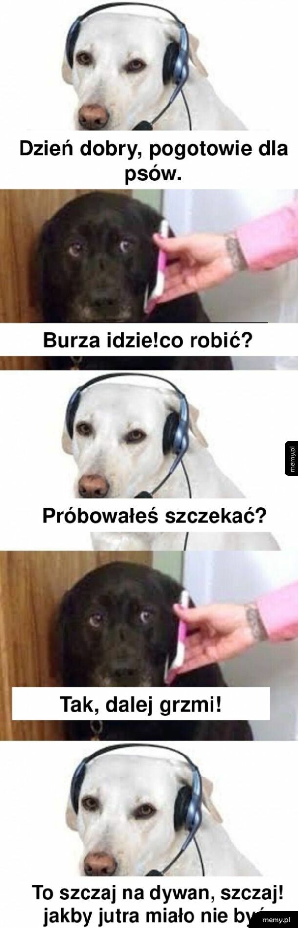 Pogotowie dla psów