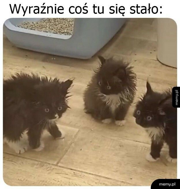 Coś tu zaszło