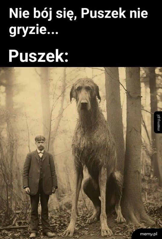 Puszek