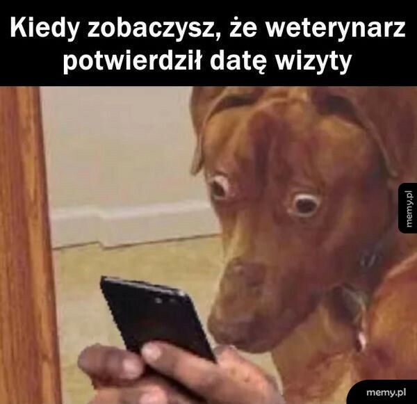 Wizyta u weterynarza