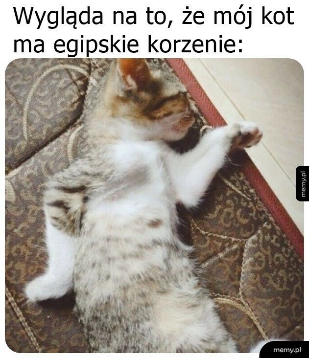 Egipskie korzenie