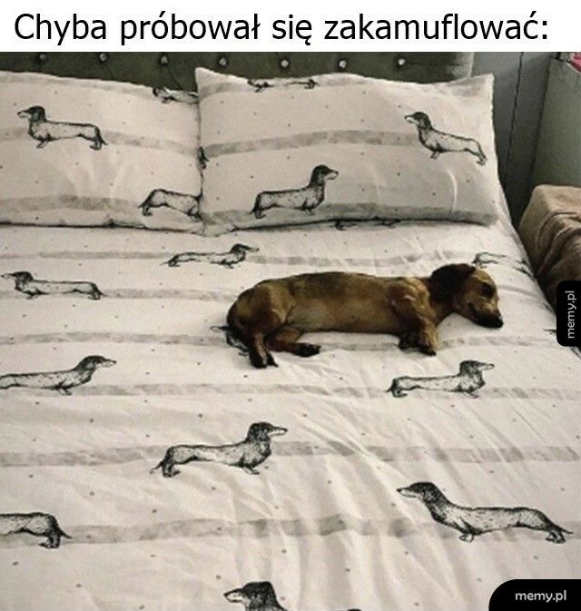 Zakamuflowany piesek