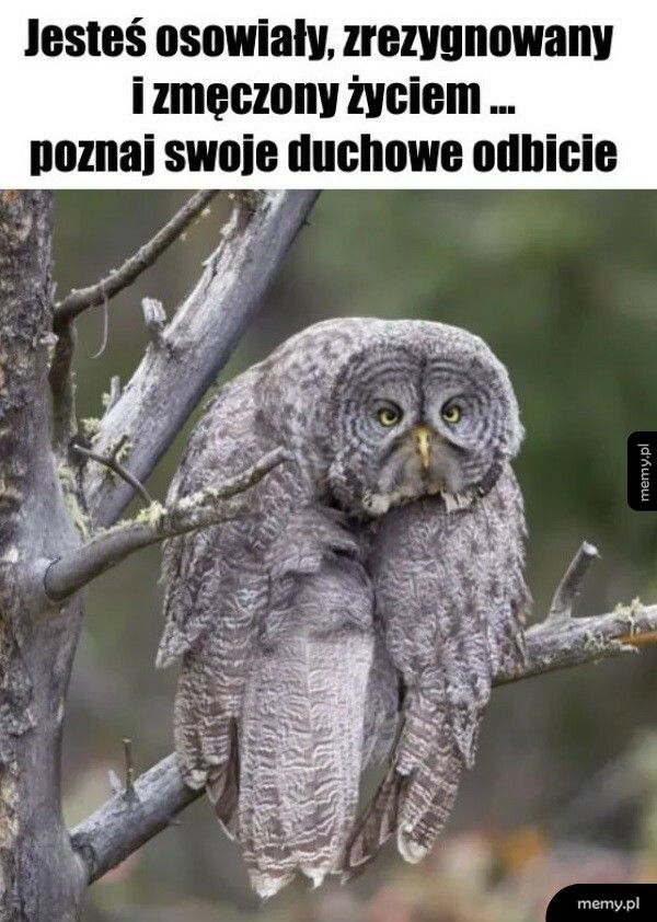 Osowiałym być