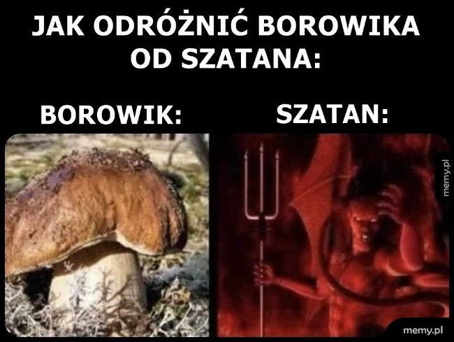 A wiecie, że szatan to też borowik? Dokładniej krwistoborowik szatański