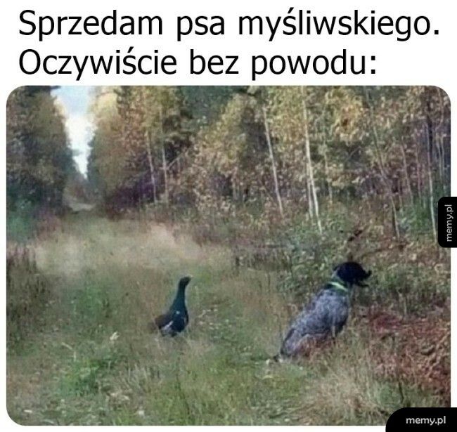 Pies myśliwski