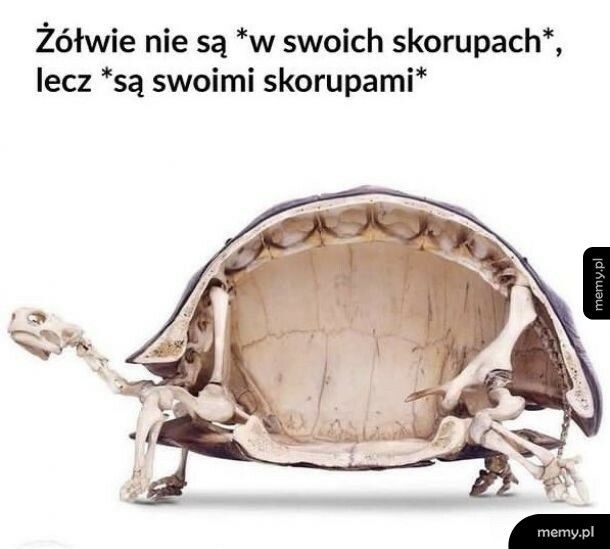 Żółwie