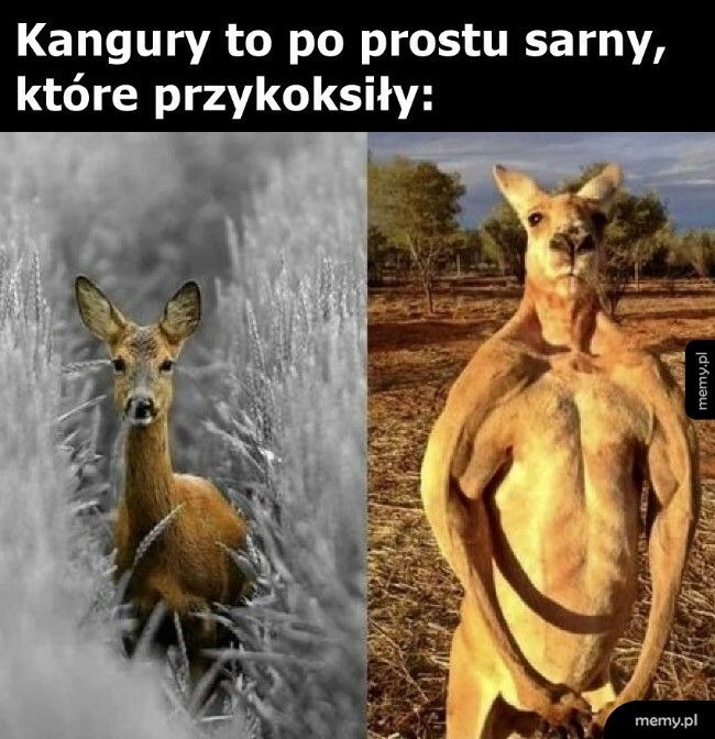 Kangury