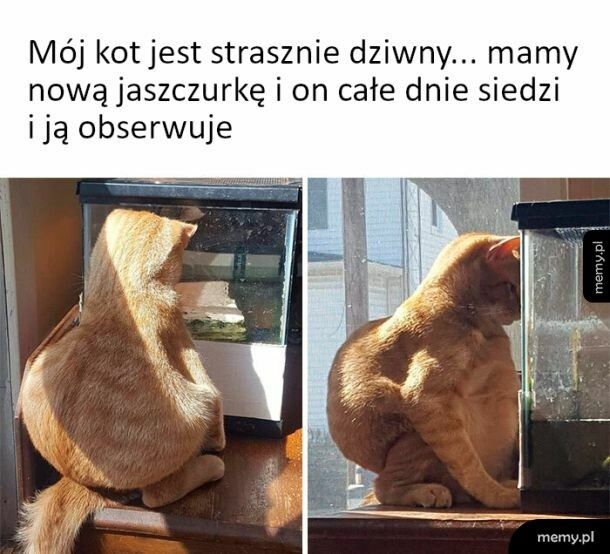 Akwarystyka to jego pasja