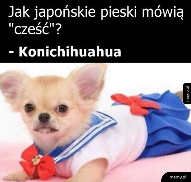 Japońskie pieski