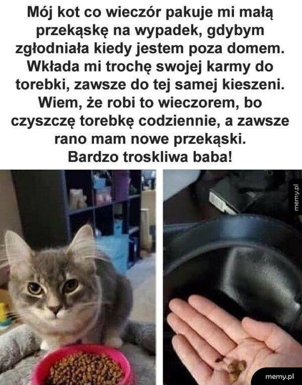 Troskliwy kotek