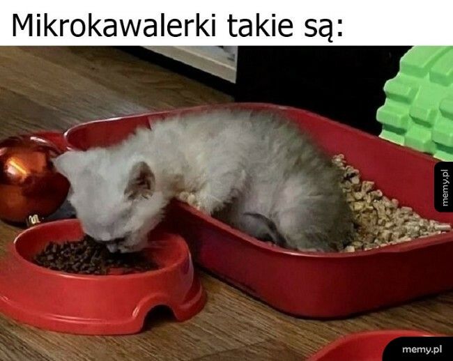 Mikrokawalerki