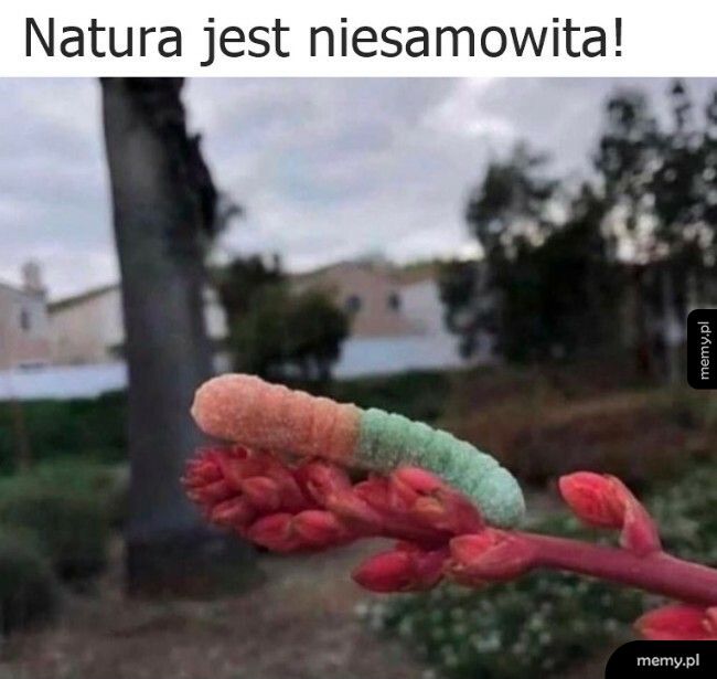 Natura jest niesamowita