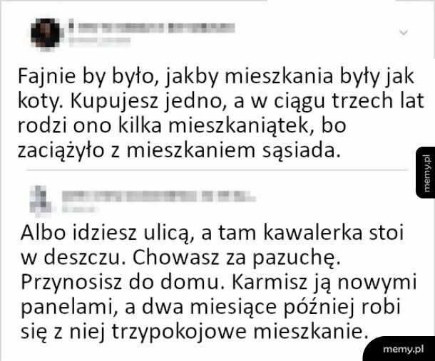 Gdyby mieszkania były jak koty