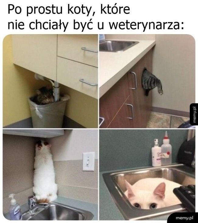 Koty u weterynarza