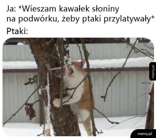 Słonina dla ptaków