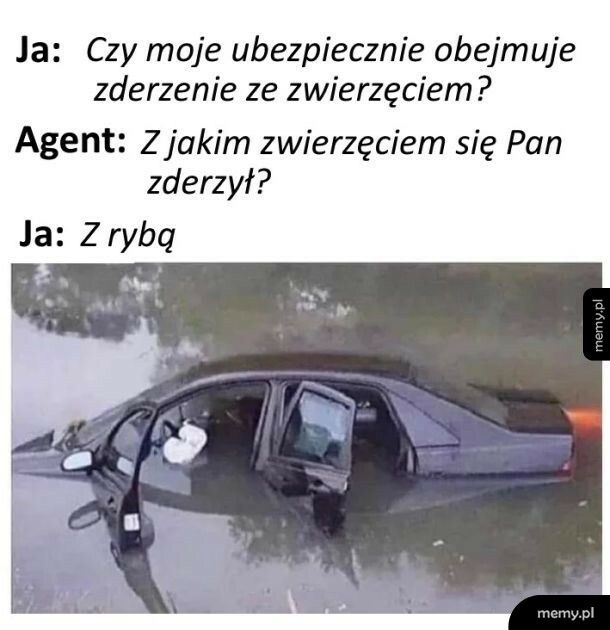 Zderzenie ze zwierzęciem