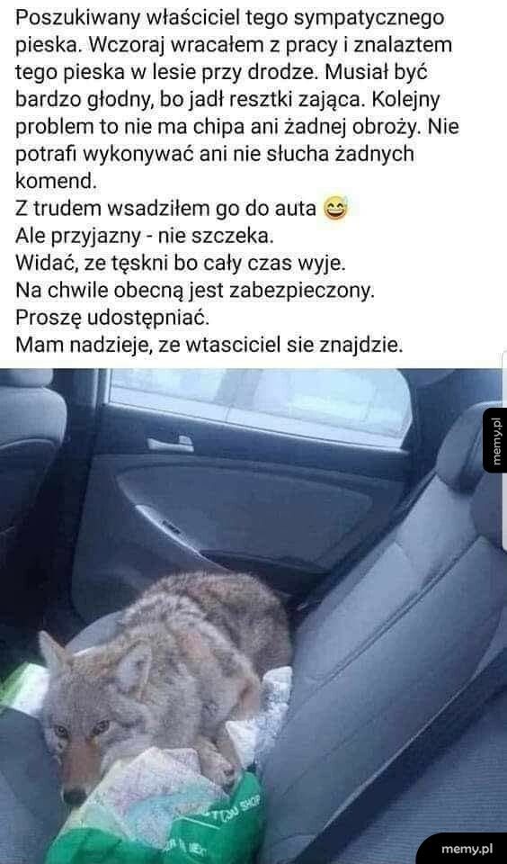 Właściciel poszukiwany