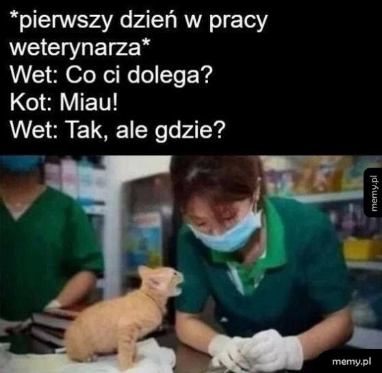 Pierwszy dzień w pracy weterynarza