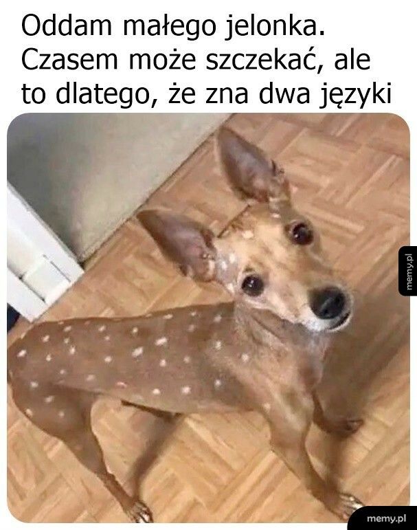 Czasem je też mięso