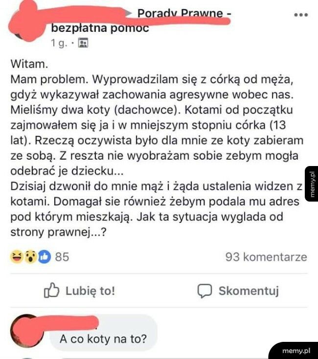 Wojna o koty