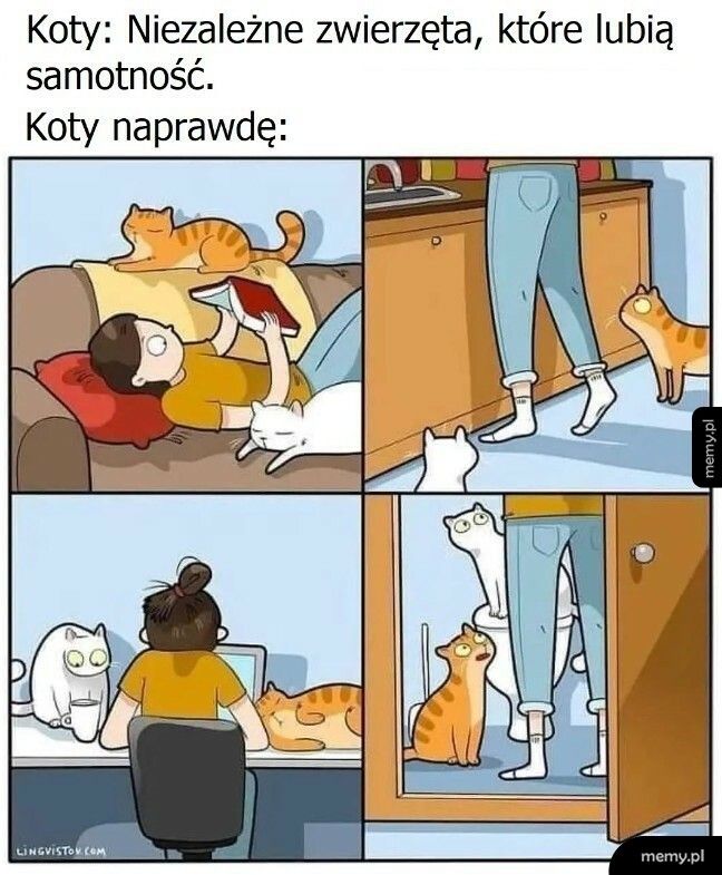 Koty naprawdę