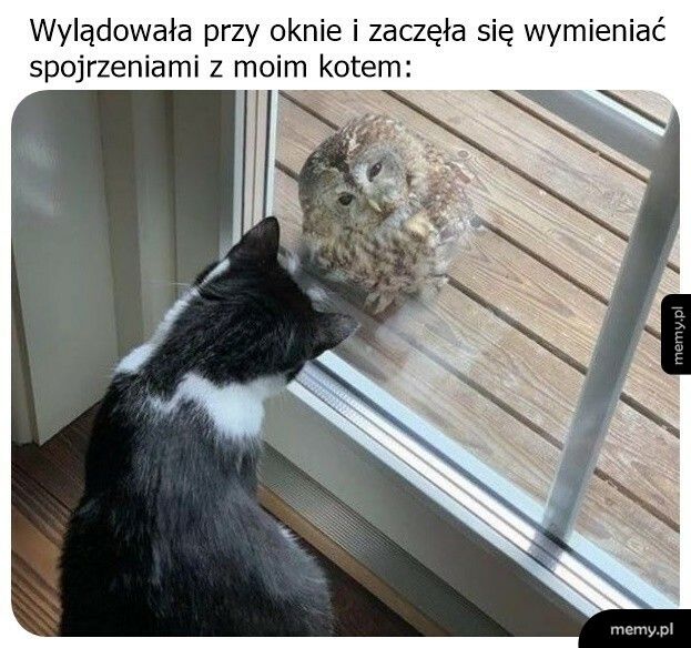 Międzygatunkowe spotkanie