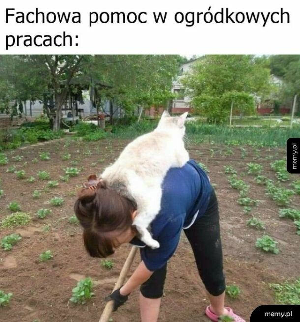 Pomoc