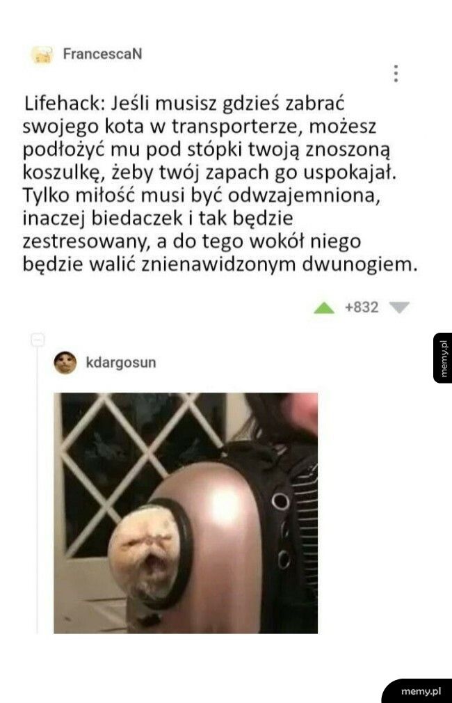 Podróż z kotem