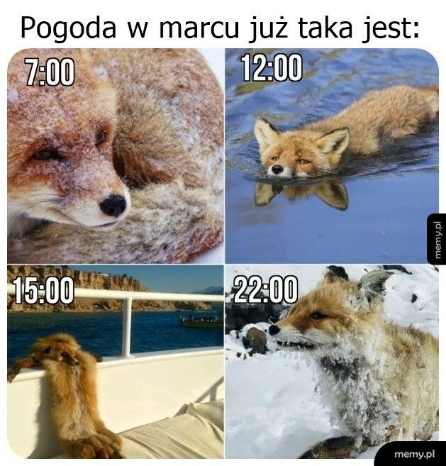 Różnorodności nie brakuje