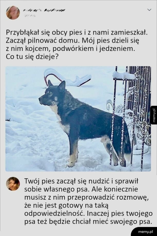 Kiedy twój pies sprawił sobie swojego psa