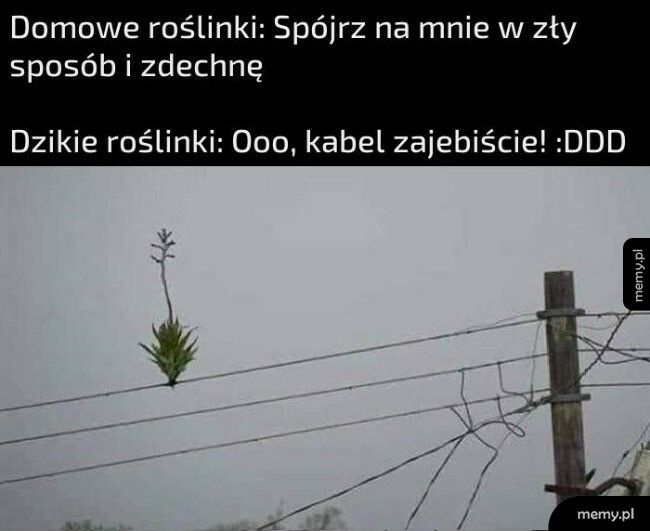 Dzikie roślinki