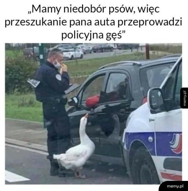 Policyjna gęś