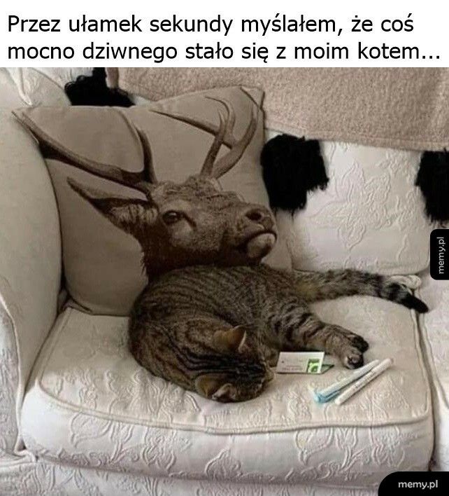 Wkomponował się