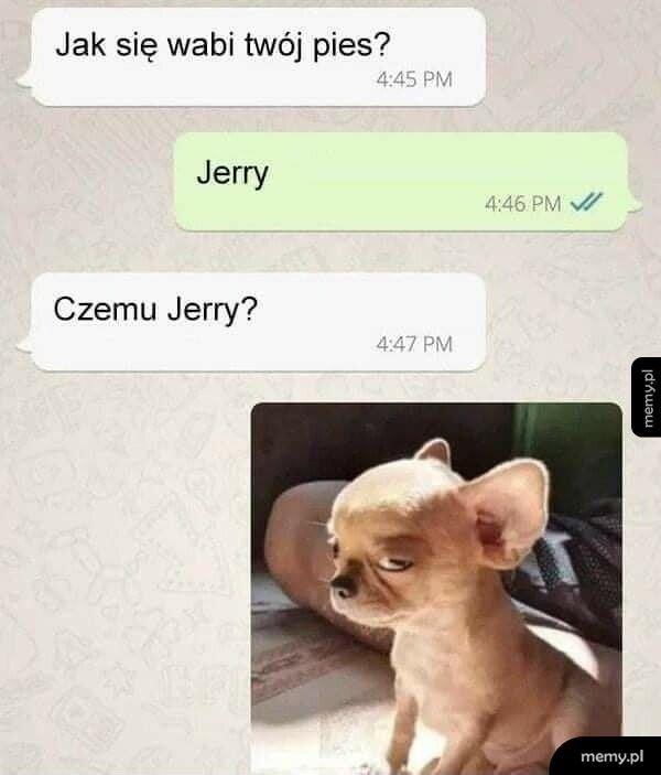 Pies Jerry