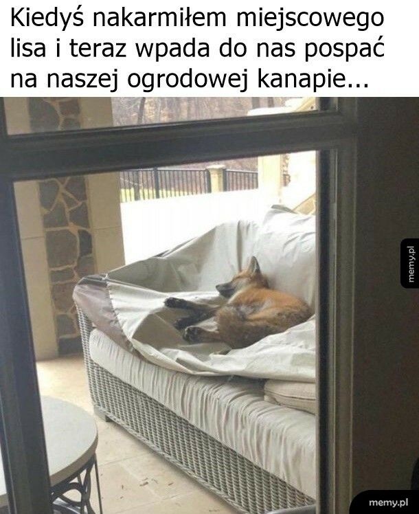 Częsty gość