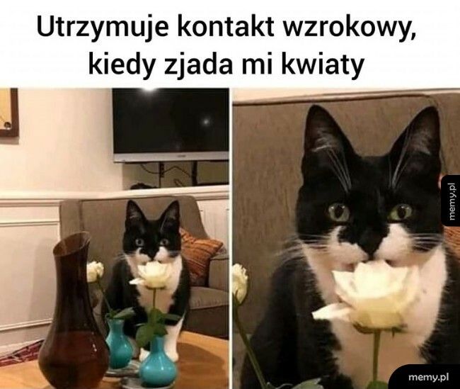 No i co mi zrobisz