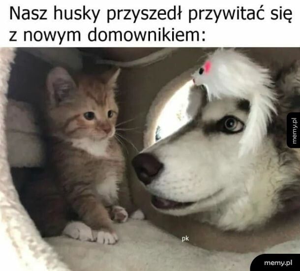 Nowy kumpel