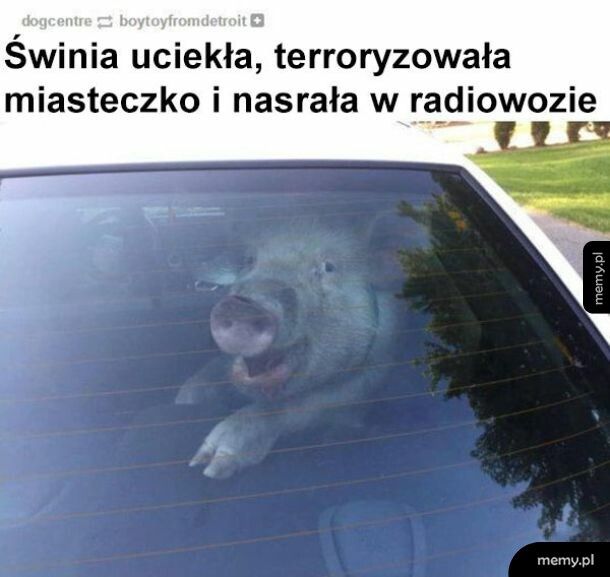 Świnia imprezowiczka