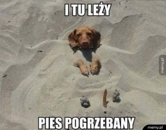 Tu leży pies