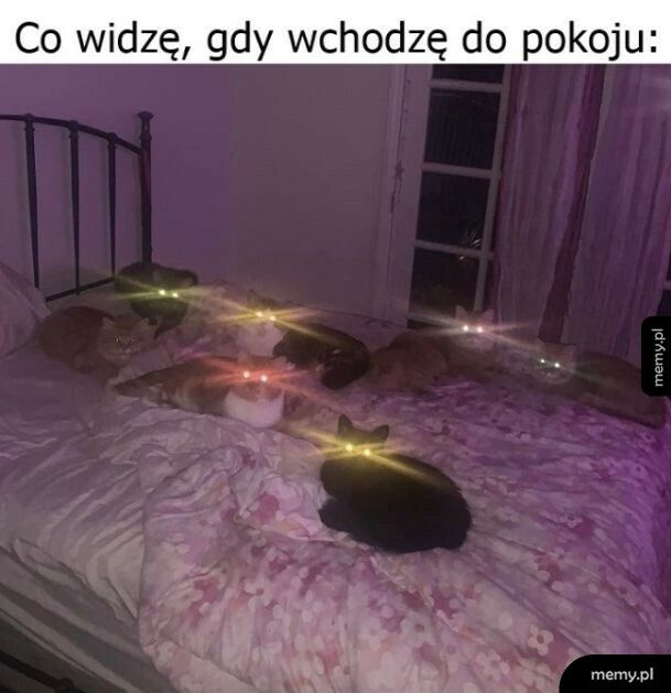 Dużo kotków